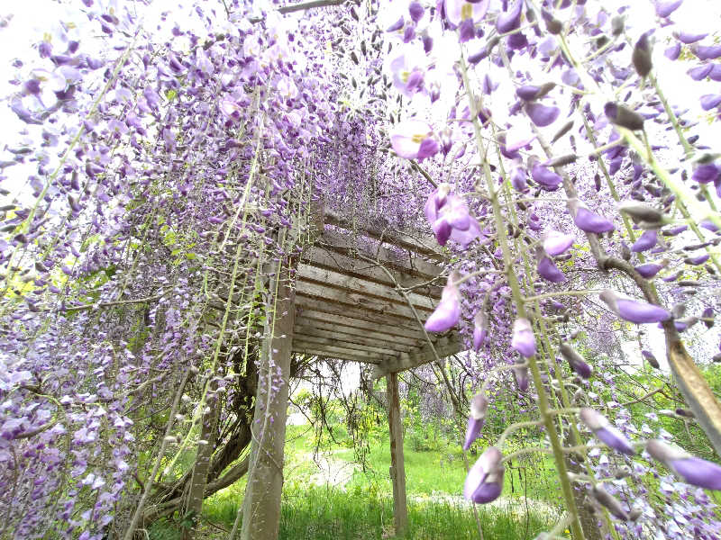 秒の男さんのせせらぎ温泉のサ活写真