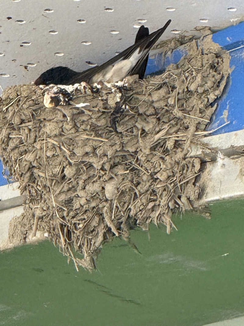 くろさんの杉戸天然温泉 雅楽の湯のサ活写真