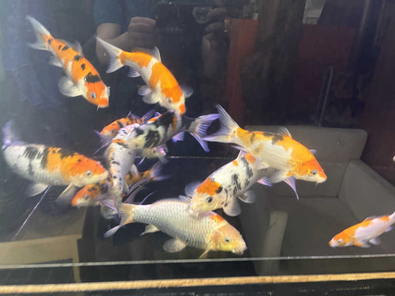 古戦場四代目さんの鳴子温泉 旅館すがわらのサ活写真