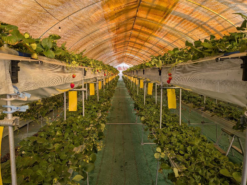 ゆうじゅうさんのホットプラザ浅間のサ活写真