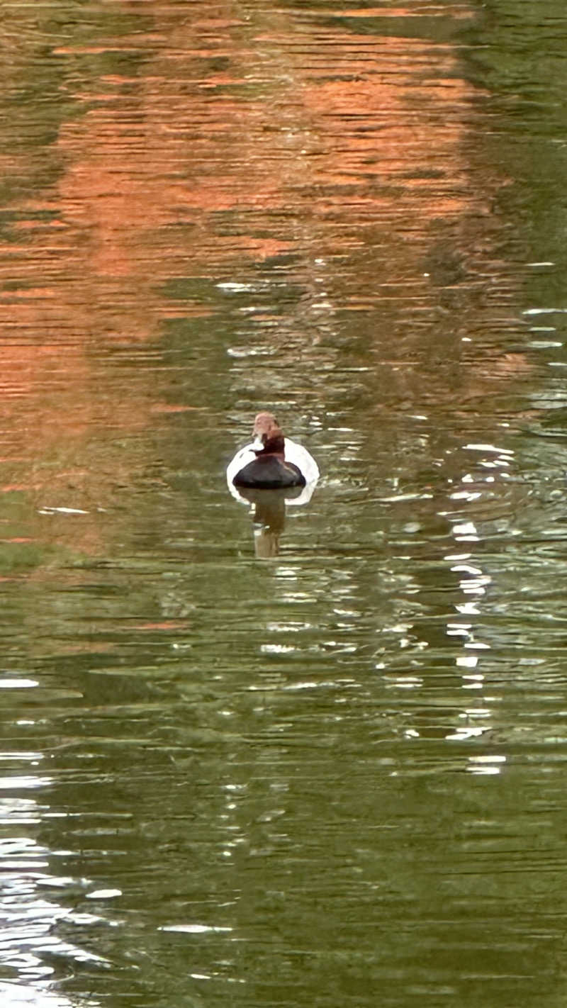 外気浴stonesさんのアスティルホテル十三プレシャスのサ活写真