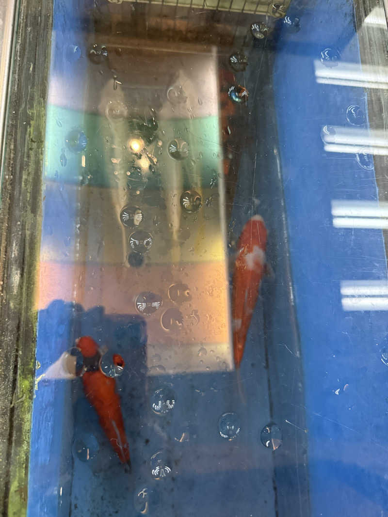ぽちろんさんの夢の公衆浴場 五色のサ活写真