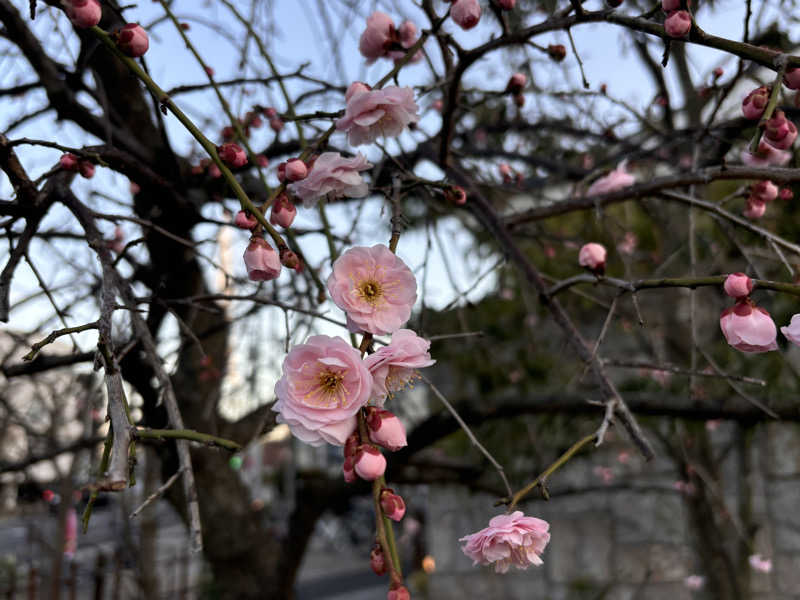 ゆき🍄さんの溝口温泉 喜楽里のサ活写真