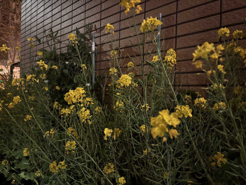 ゆき🍄さんのヨコヤマユーランド緑のサ活写真