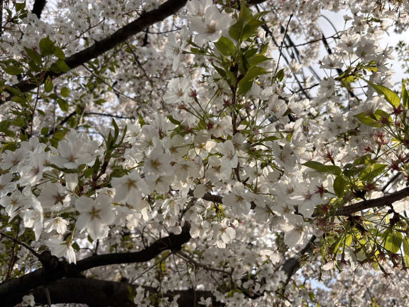 ゆき🍄さんの鈴の湯のサ活写真
