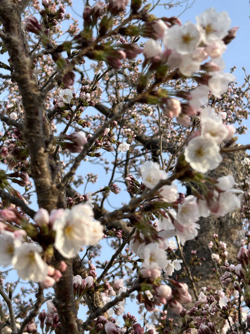 真理さんの割烹温泉 観音湯のサ活写真