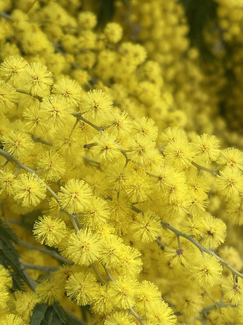 まるこさんの朝日湯源泉ゆいるのサ活写真