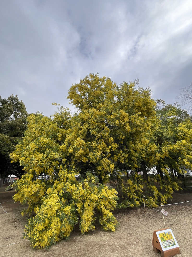 まるこさんの朝日湯源泉ゆいるのサ活写真