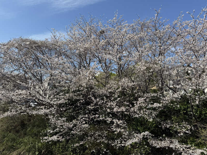 ブラピ５１さんの極楽湯 横浜芹が谷店のサ活写真