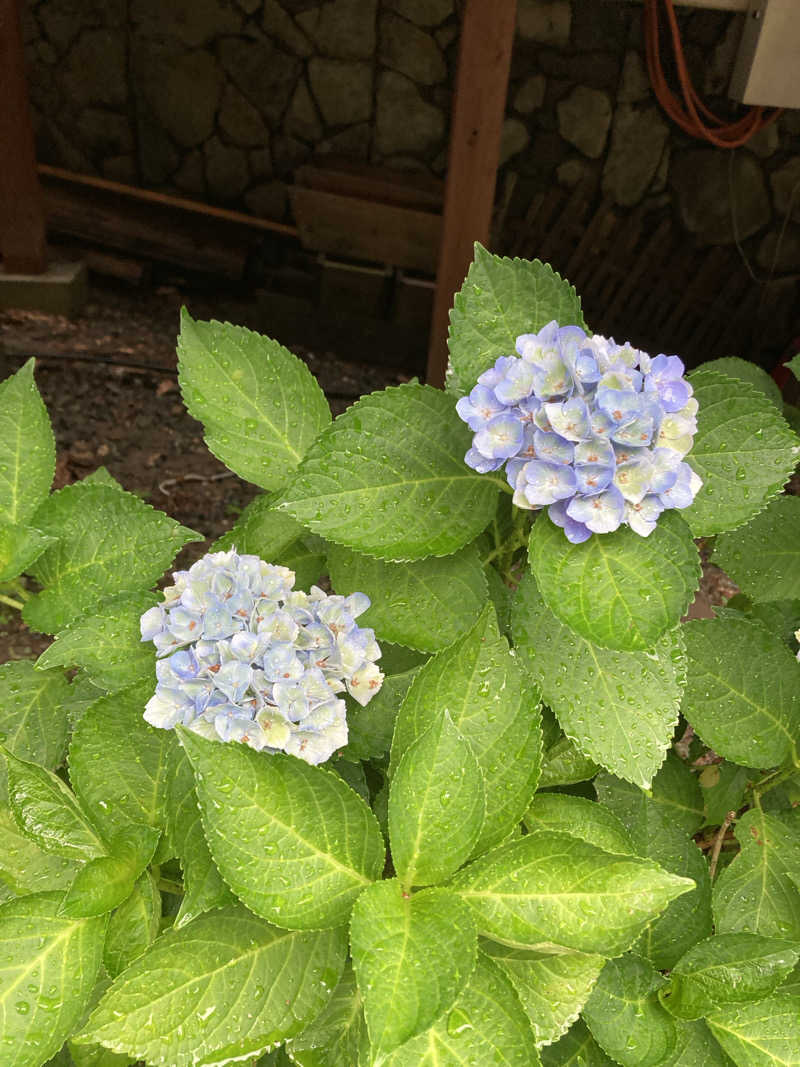 サウ藤さんの地蔵温泉 十福の湯のサ活写真