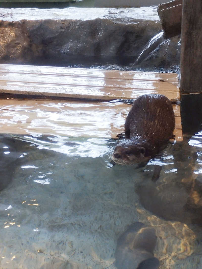 あつけんマイスターさんのよみうりランド眺望温泉 花景の湯のサ活写真