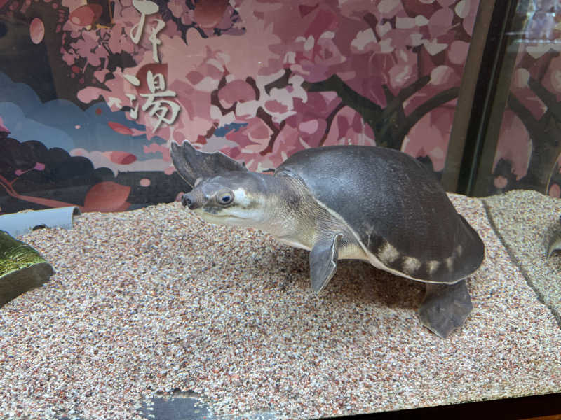 くるみさんの松本湯のサ活写真