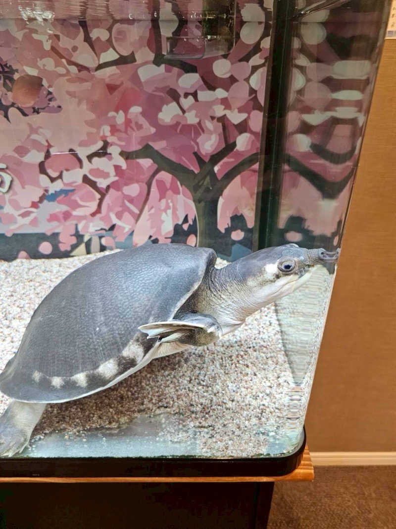 よししさんの松本湯のサ活写真