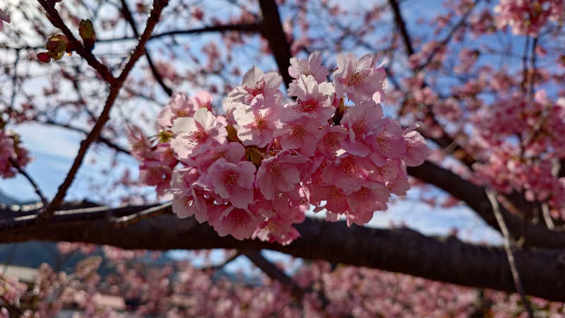 ムロロさんの伊東マリンタウンシーサイドスパのサ活写真