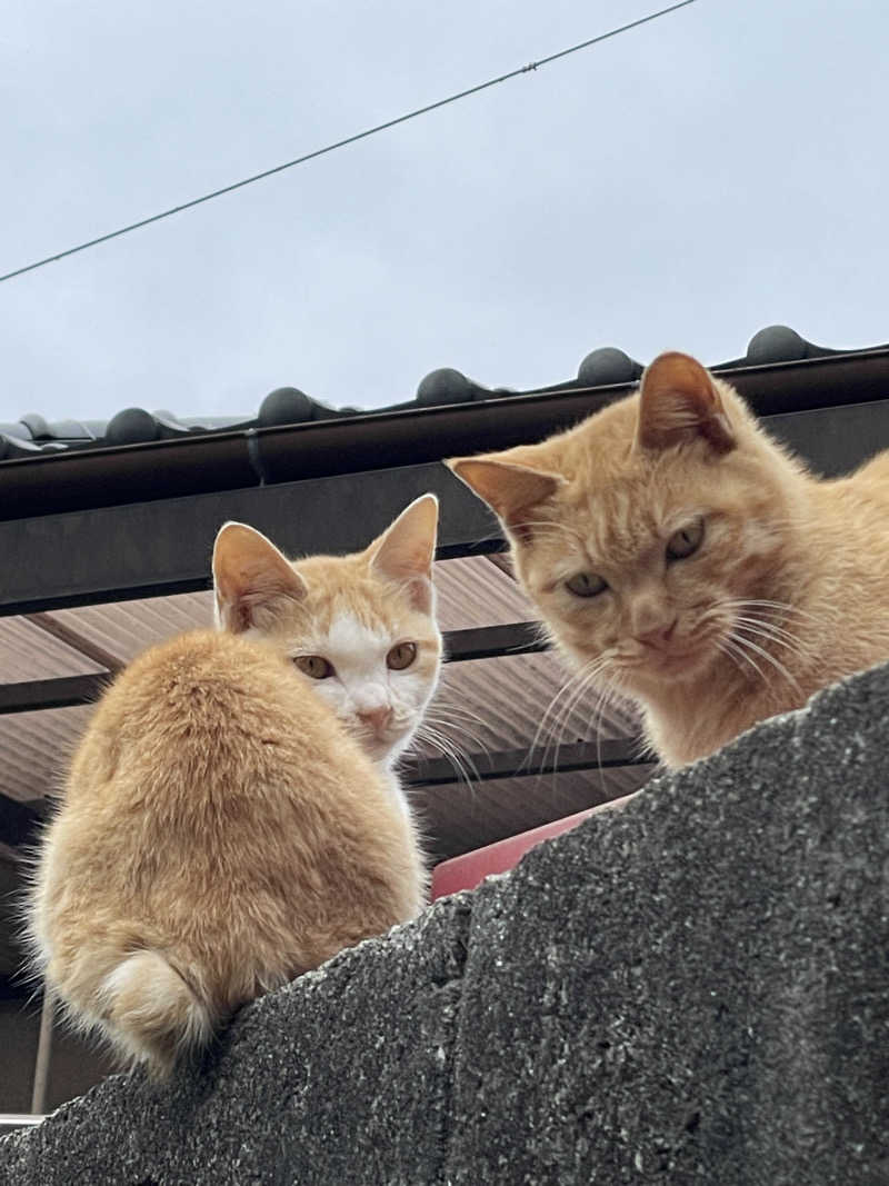 武田 陸さんの石段の郷 佐俣の湯(道の駅 美里 佐俣の湯)のサ活写真