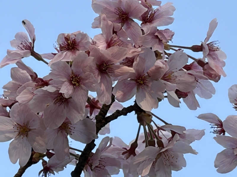 イゴさんの駿河の湯 坂口屋のサ活写真