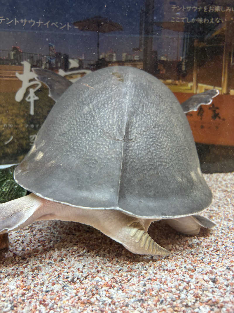 蒸のりさんの松本湯のサ活写真
