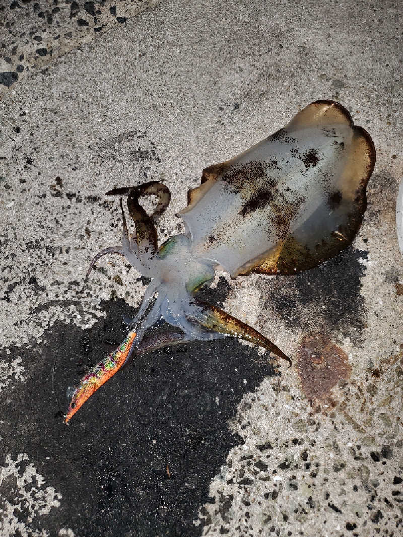 ちぷおさんの南あわじリフレッシュ交流ハウスゆーぷるのサ活写真