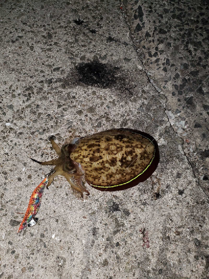 ちぷおさんの南あわじリフレッシュ交流ハウスゆーぷるのサ活写真