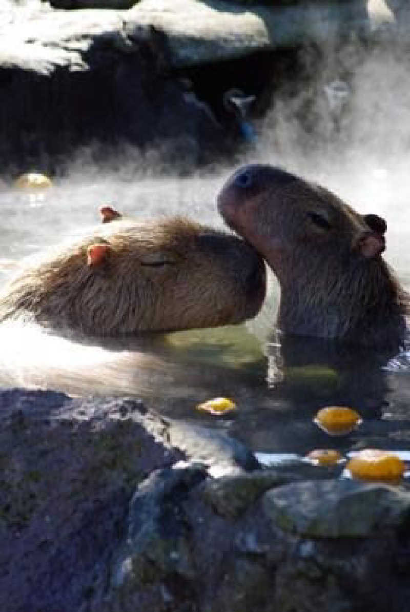 まちゃこさんの日帰りの湯  薬王寺の湯 漢方薬湯 偕楽荘のサ活写真