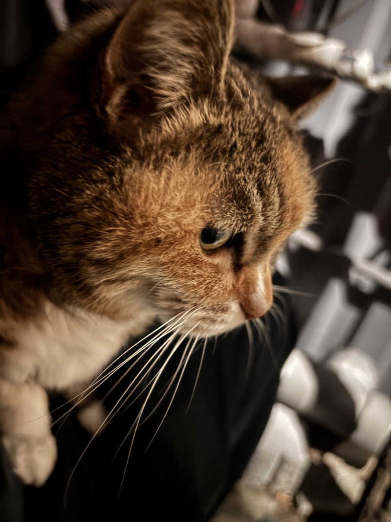 じもんさんの小松湯のサ活写真