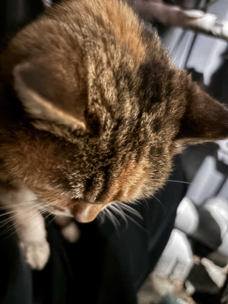 じもんさんの小松湯のサ活写真