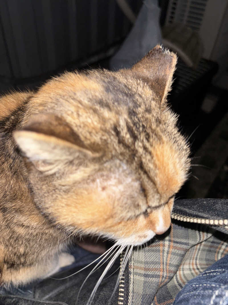 じもんさんの小松湯のサ活写真