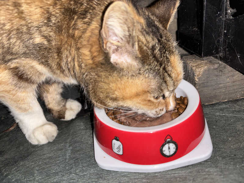 じもんさんの小松湯のサ活写真