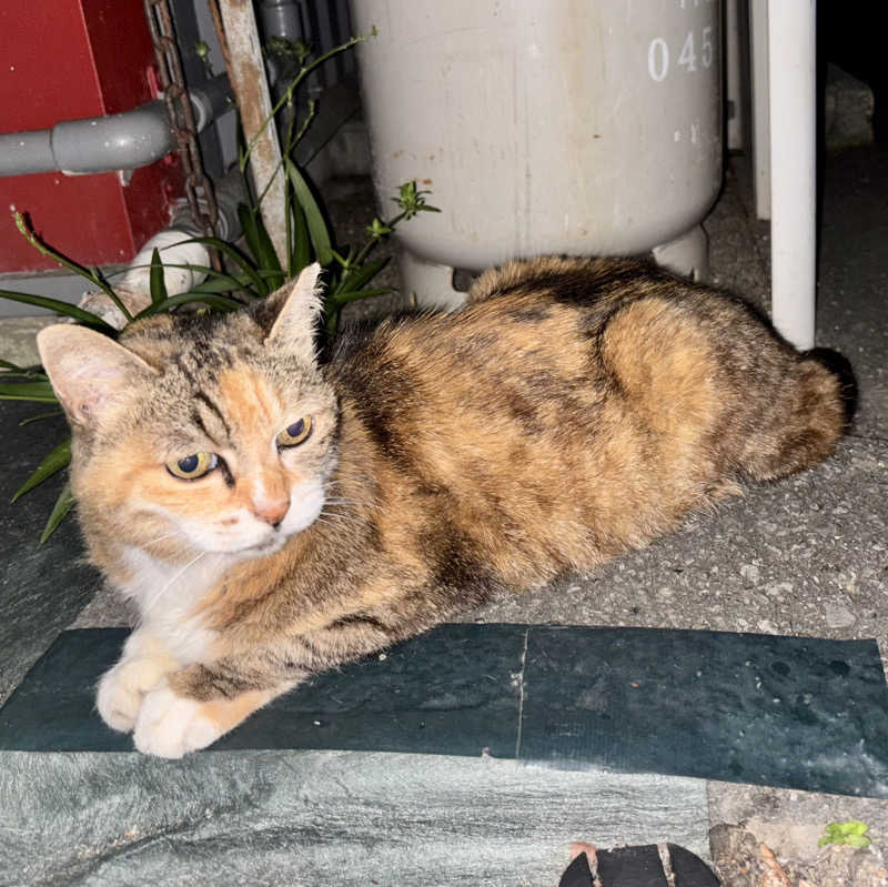 ふわふわニキさんの小松湯のサ活写真