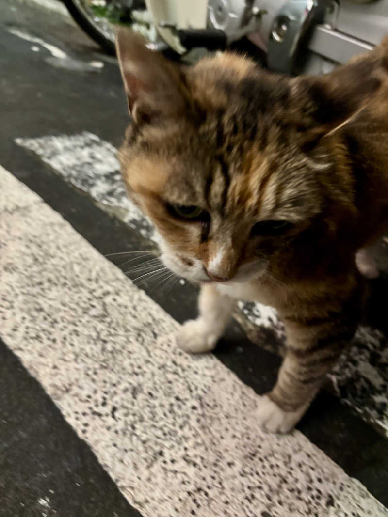 じもんさんの恵びす温泉のサ活写真