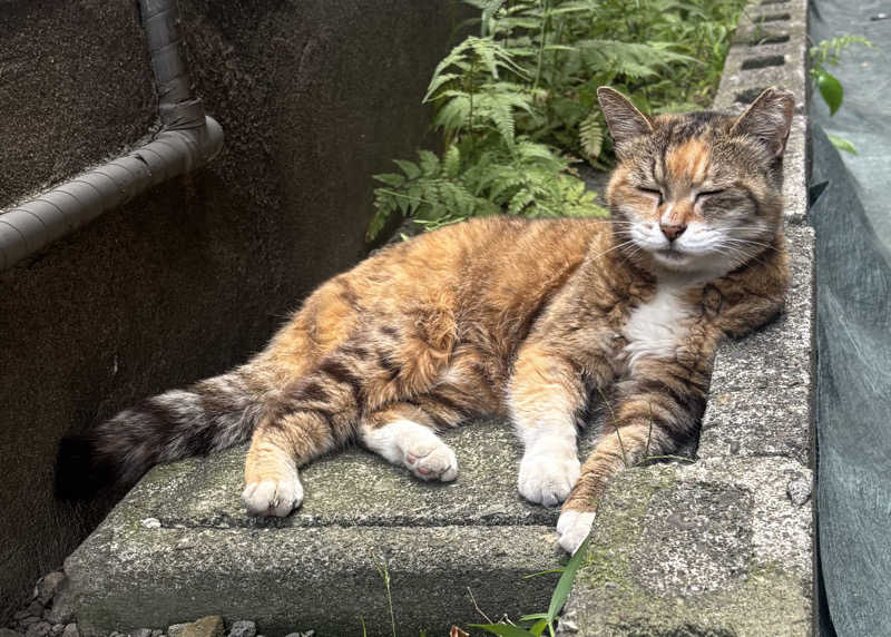ふわふわニキさんの小松湯のサ活写真