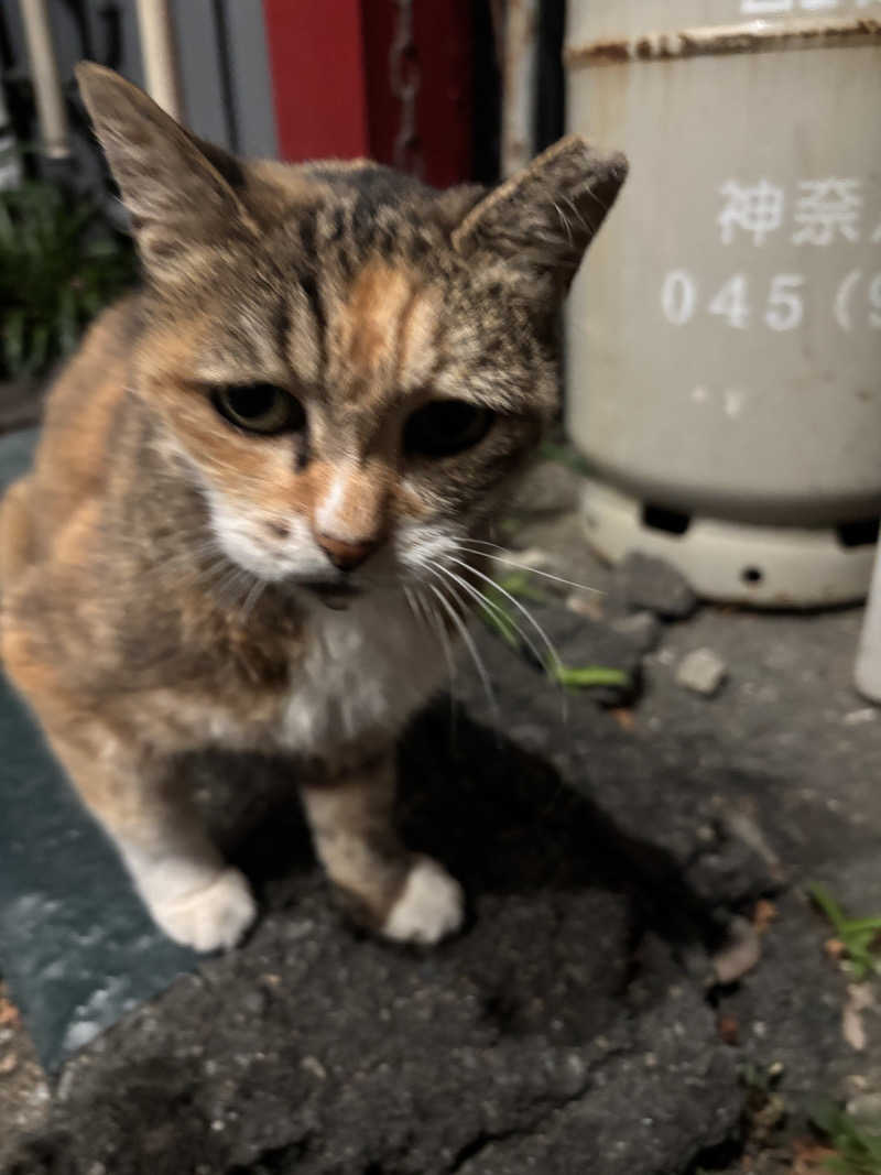 じもんさんの小松湯のサ活写真