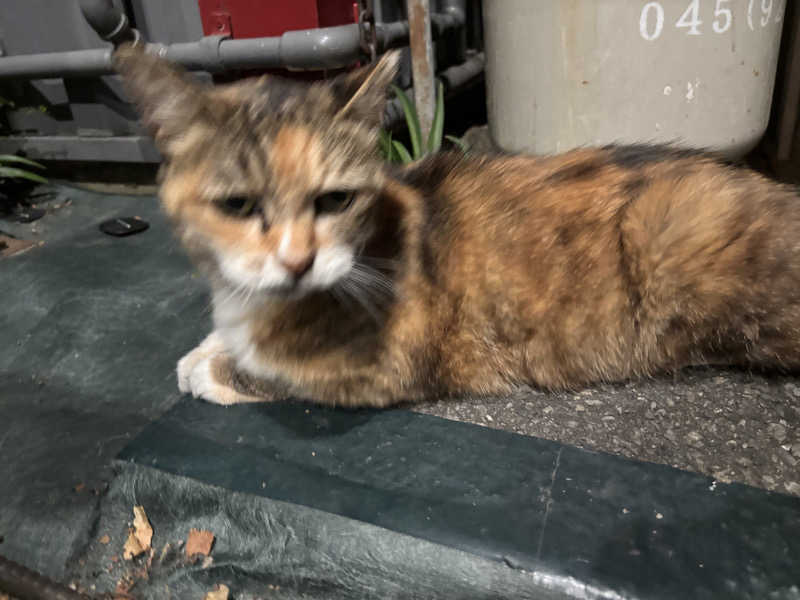 じもんさんの小松湯のサ活写真