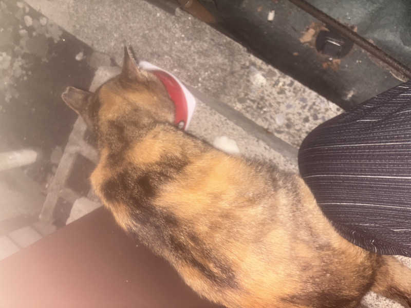 じもんさんの小松湯のサ活写真