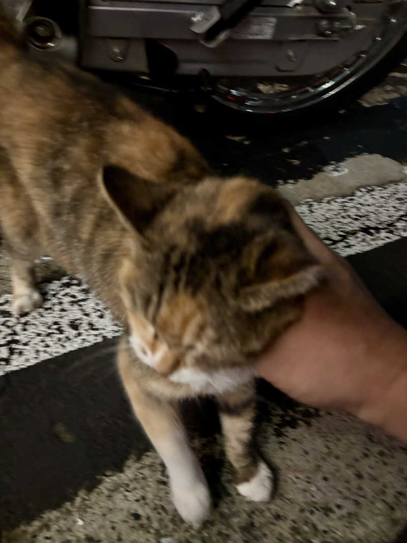 じもんさんの小松湯のサ活写真