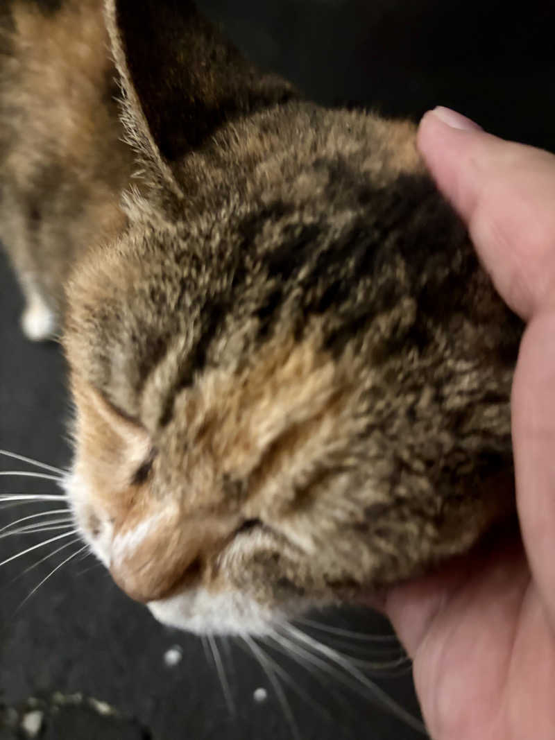 じもんさんのサウナきさらづ つぼやのサ活写真