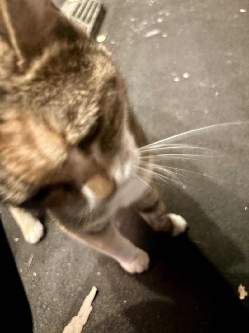 ふわふわニキさんの小松湯のサ活写真