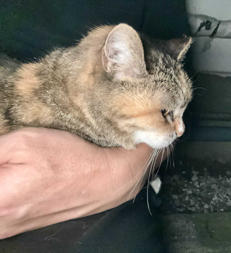 じもんさんの小松湯のサ活写真