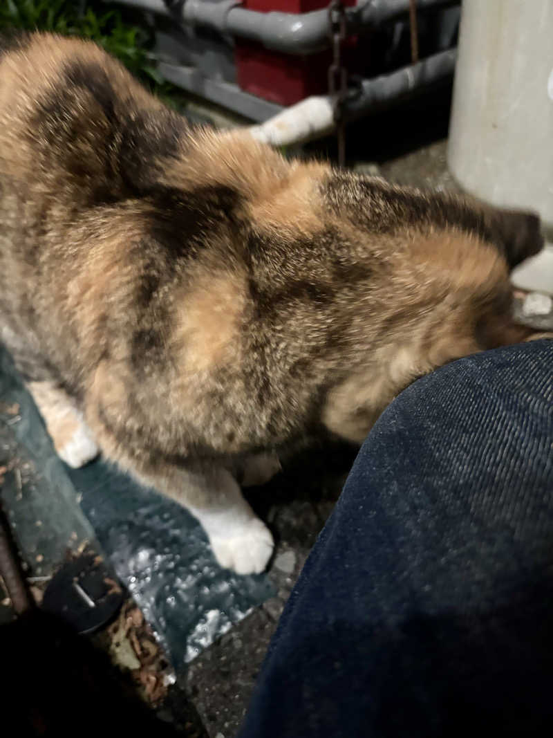 じもんさんの小松湯のサ活写真