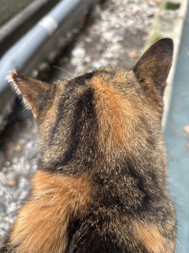 じもんさんの小松湯のサ活写真