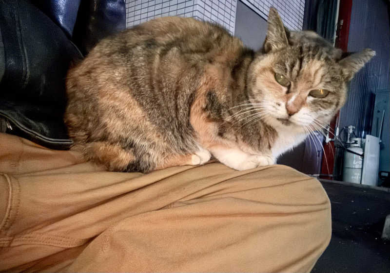 じもんさんの小松湯のサ活写真