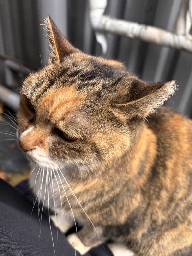 じもんさんの恵びす温泉のサ活写真