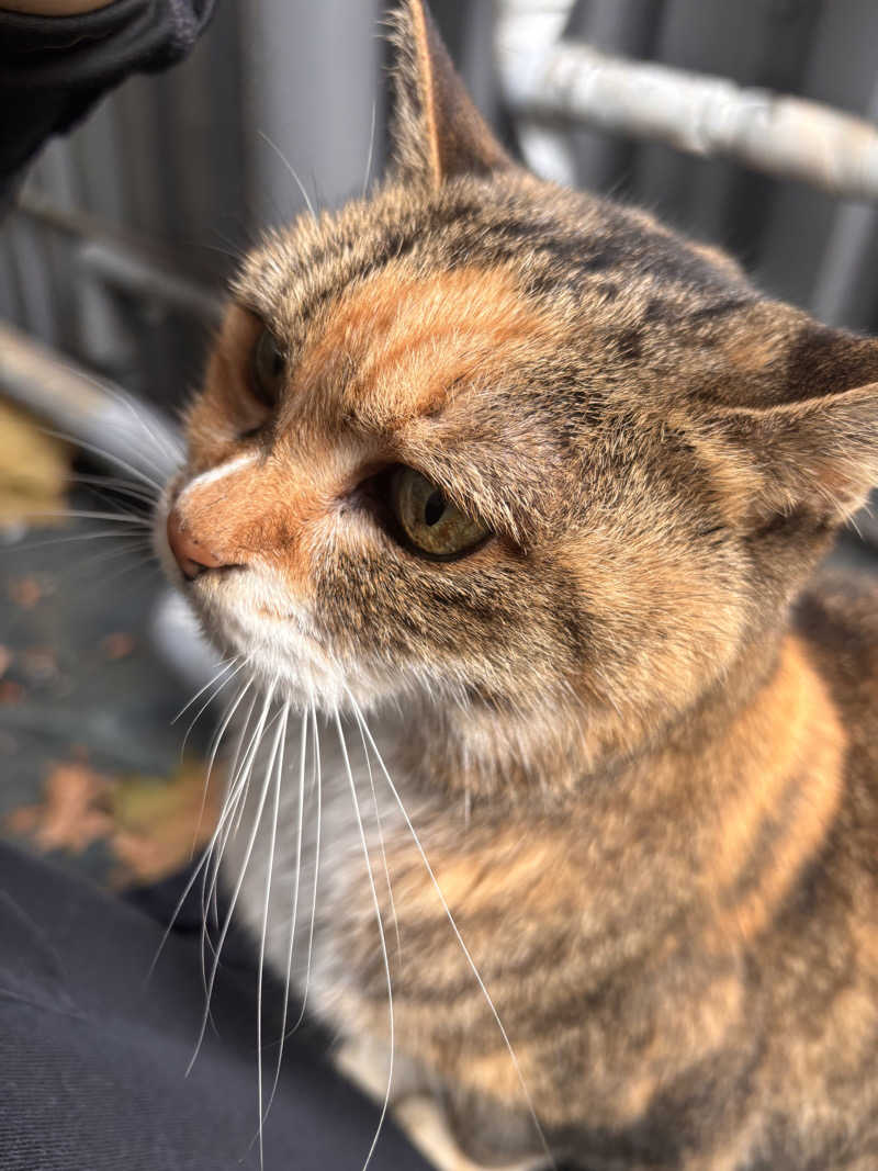 じもんさんの恵びす温泉のサ活写真