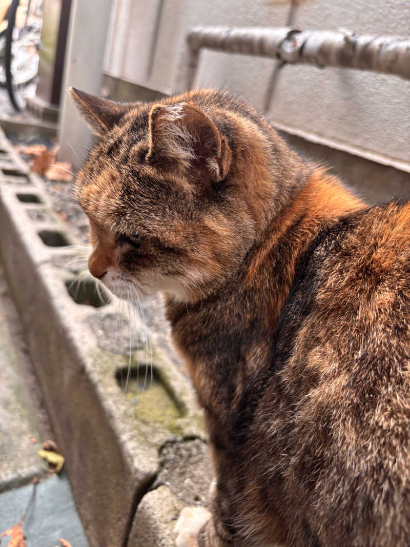 じもんさんの恵びす温泉のサ活写真