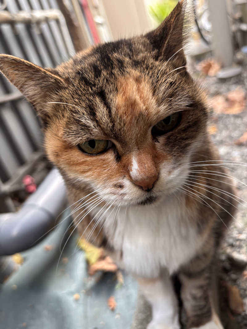 じもんさんの恵びす温泉のサ活写真