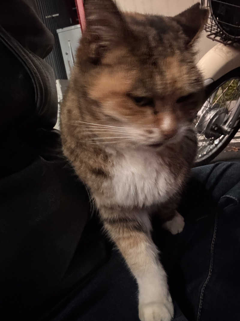 じもんさんの恵びす温泉のサ活写真