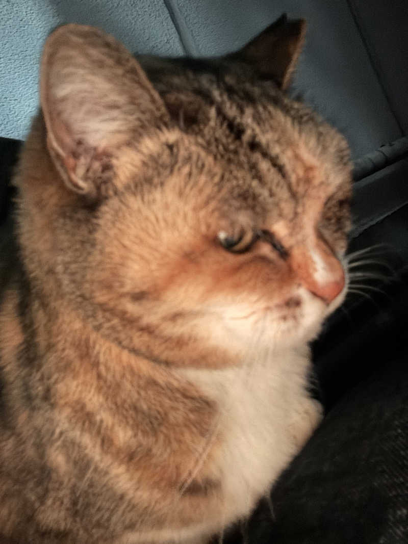 じもんさんの恵びす温泉のサ活写真