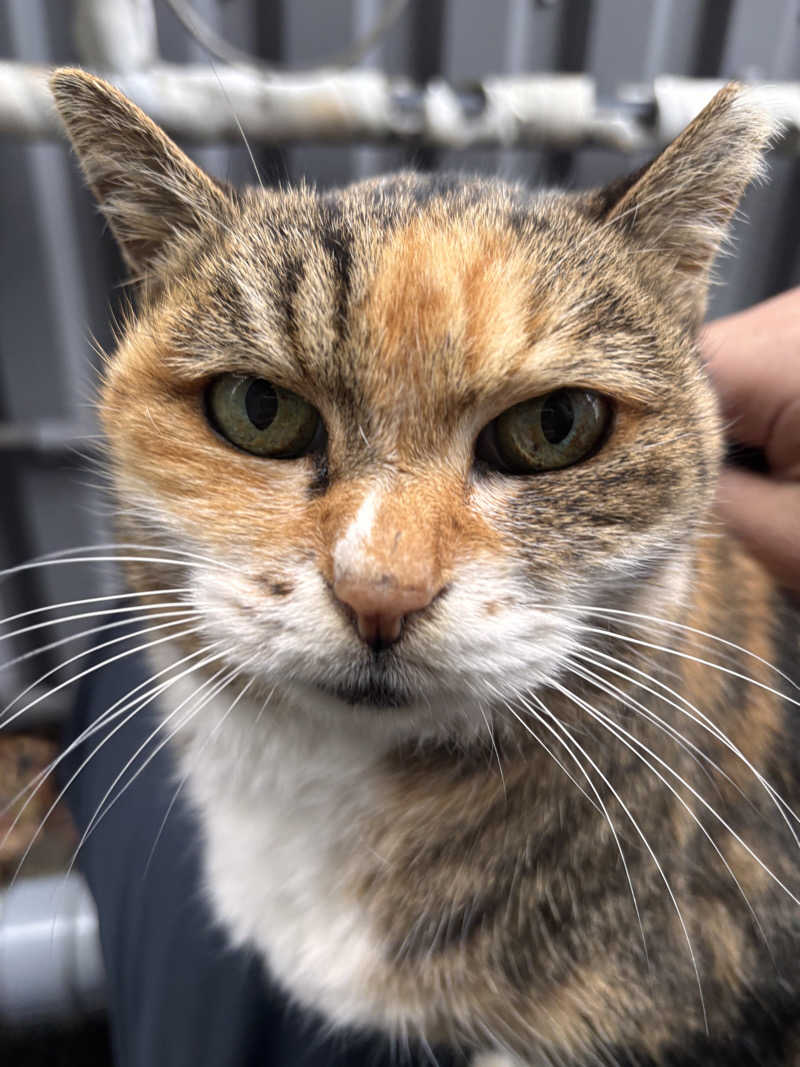 じもんさんの小松湯のサ活写真