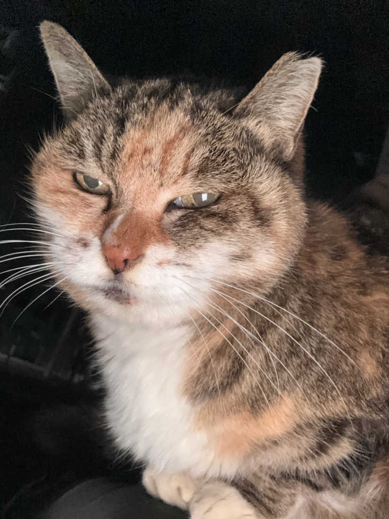 じもんさんの小松湯のサ活写真