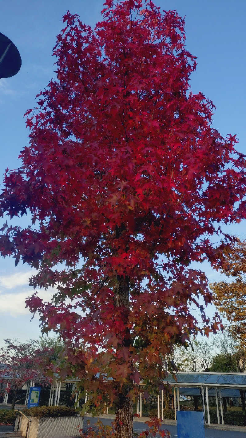 ショウさんのゆうゆうプラザ 四季彩の湯のサ活写真